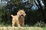 CAIRN TERRIER 130
